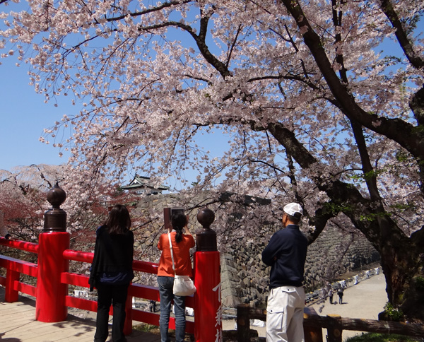弘前公園、満開の桜と岩木山２　工事前の石垣付近とお堀など_a0136293_17264288.jpg