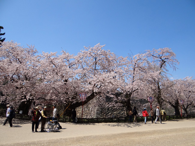 弘前公園、満開の桜と岩木山２　工事前の石垣付近とお堀など_a0136293_17514421.jpg