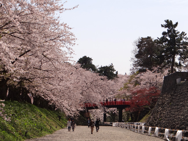 弘前公園、満開の桜と岩木山２　工事前の石垣付近とお堀など_a0136293_1753346.jpg
