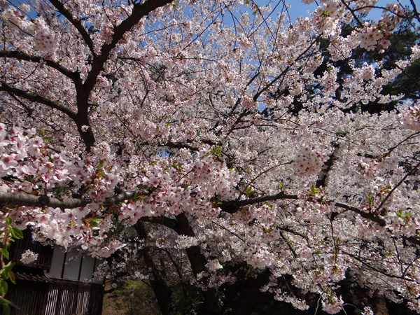弘前公園、満開の桜と岩木山２　工事前の石垣付近とお堀など_a0136293_18523672.jpg