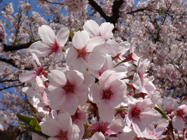 弘前公園、満開の桜と岩木山２　工事前の石垣付近とお堀など_a0136293_18563119.jpg