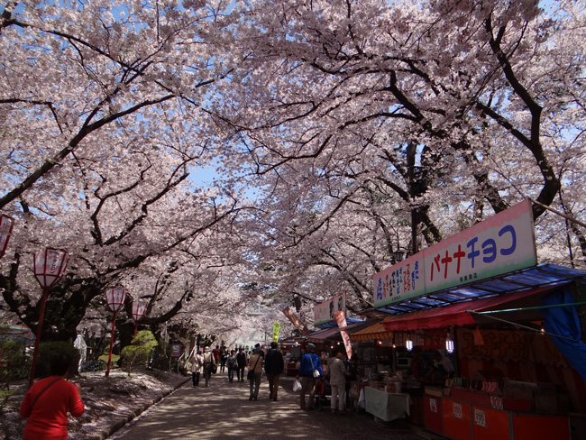 弘前公園、満開の桜と岩木山２　工事前の石垣付近とお堀など_a0136293_18584625.jpg