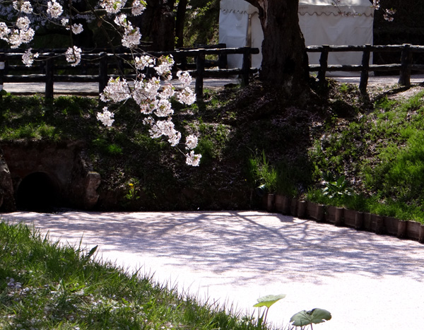 弘前公園、満開の桜と岩木山２　工事前の石垣付近とお堀など_a0136293_19181164.jpg