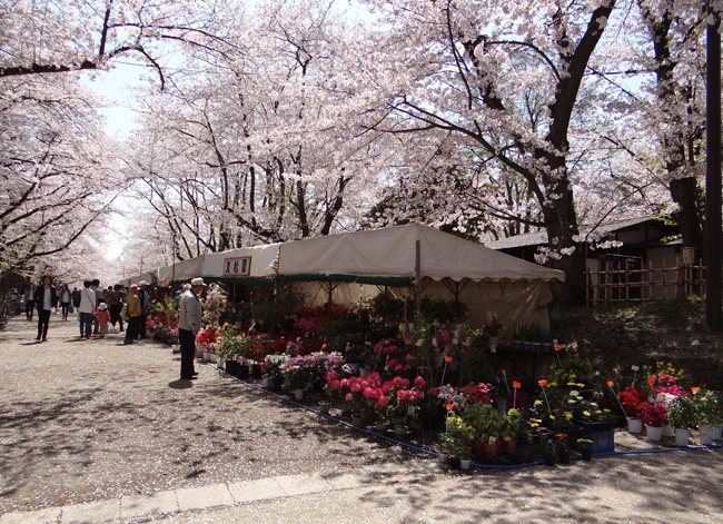 弘前公園、満開の桜と岩木山２　工事前の石垣付近とお堀など_a0136293_19398.jpg