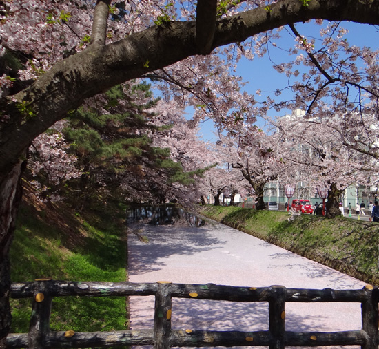 弘前公園、満開の桜と岩木山２　工事前の石垣付近とお堀など_a0136293_198289.jpg