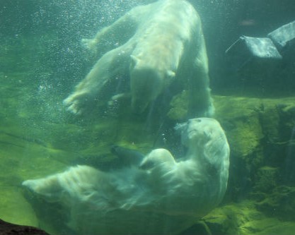 八木山動物公園へ行って思ったこと_f0297893_1762079.jpg