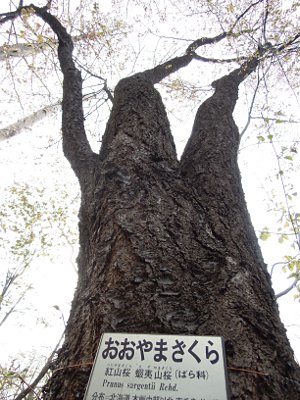 artigana-gのSAPPORO・21_b0055196_20562727.jpg