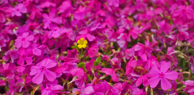 芝桜と秩父のカフェ＆雑貨巡り_e0124597_20280419.jpg