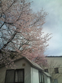桜の開花が、早いです。_e0028904_224469.jpg