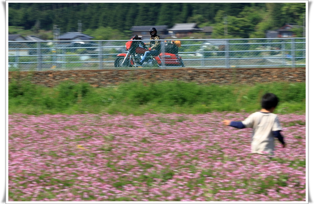 レンゲの中のマンモス_a0057905_20173549.jpg