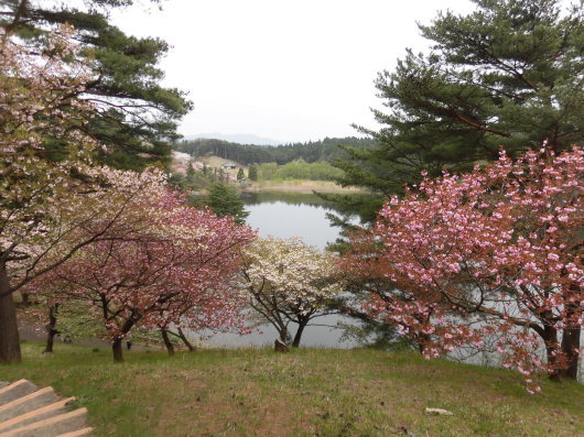 思いがけずの花見です♪｜_b0035611_19531390.jpg