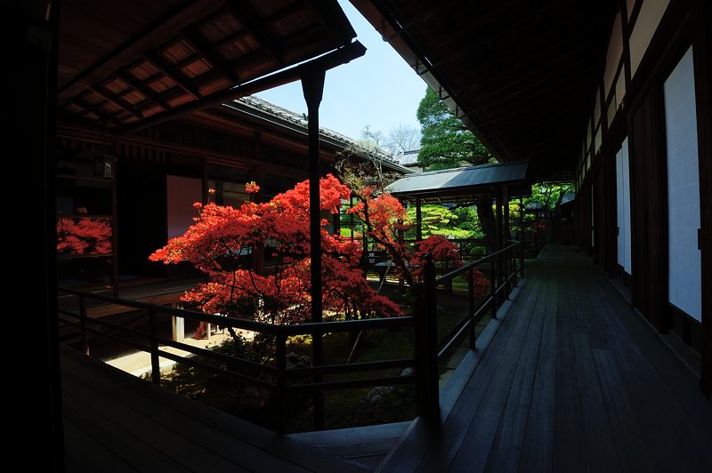 霧島躑躅@妙心寺塔頭 大心院_f0032011_1818121.jpg