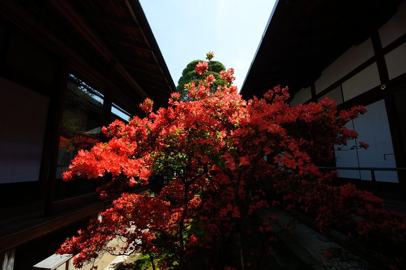霧島躑躅@妙心寺塔頭 大心院_f0032011_18192043.jpg