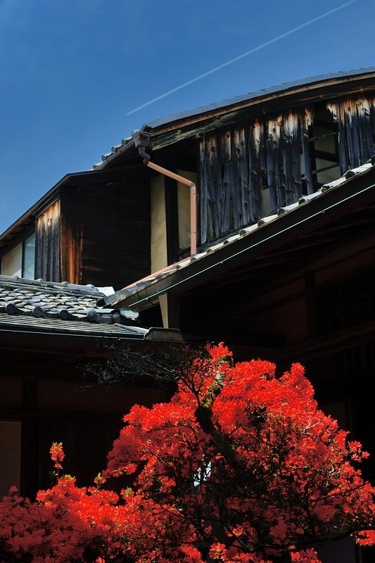 霧島躑躅@妙心寺塔頭 大心院_f0032011_1819615.jpg