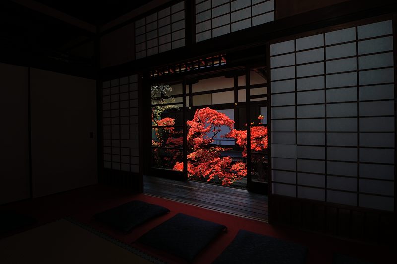 霧島躑躅@妙心寺塔頭 大心院_f0032011_1821144.jpg