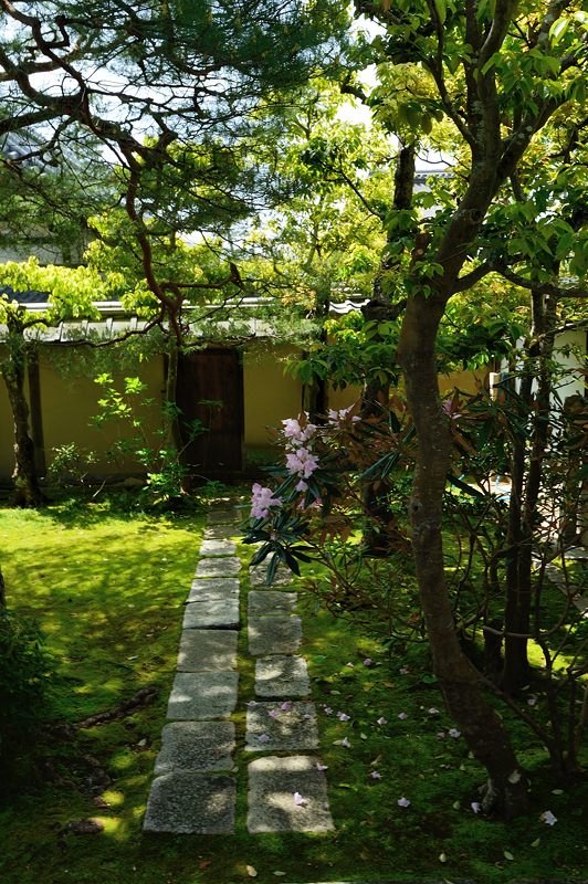 霧島躑躅@妙心寺塔頭 大心院_f0032011_18212395.jpg