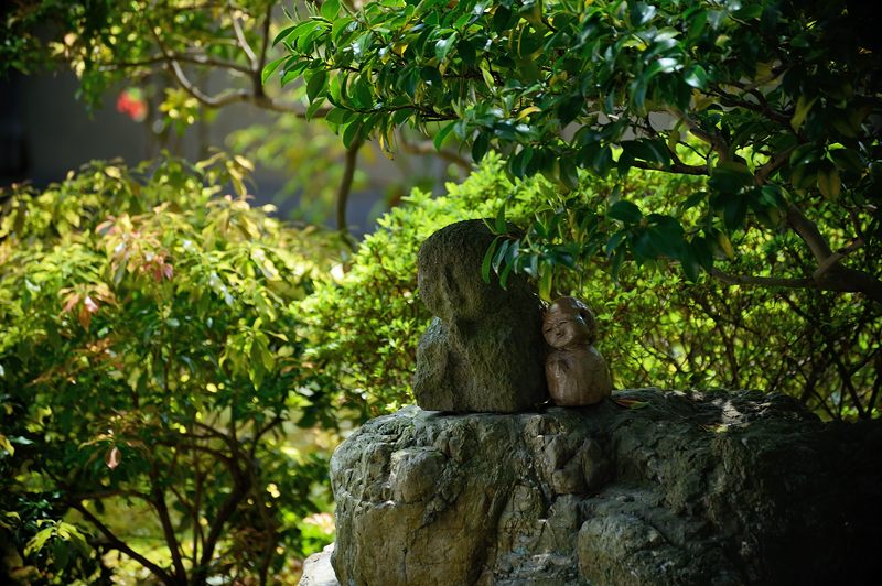 霧島躑躅@妙心寺塔頭 大心院_f0032011_18215218.jpg