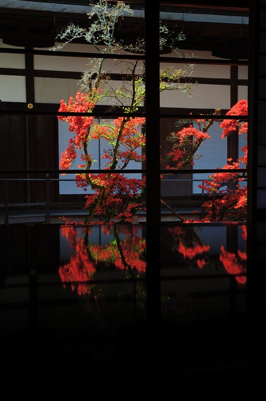 霧島躑躅@妙心寺塔頭 大心院_f0032011_182326.jpg