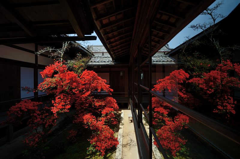霧島躑躅@妙心寺塔頭 大心院_f0032011_1824526.jpg