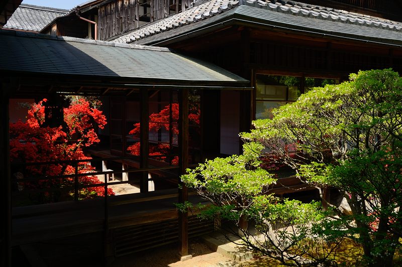 霧島躑躅@妙心寺塔頭 大心院_f0032011_18281386.jpg