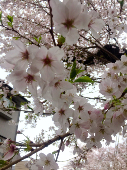 2016年の春、花だらけ:その1_d0341112_12222733.jpg