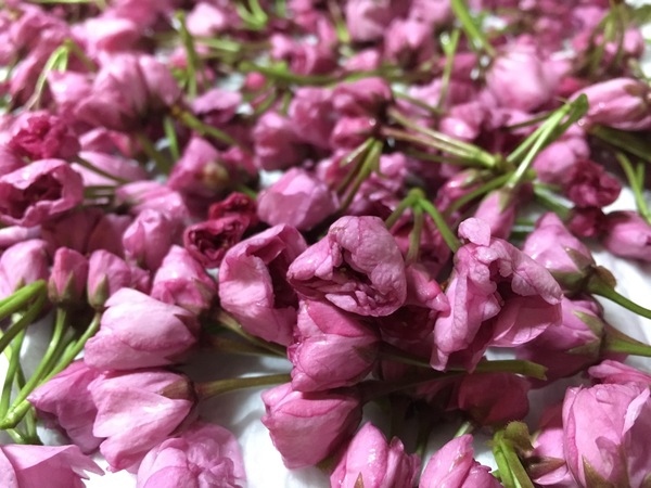 「桜の塩漬け」_a0120513_22324229.jpg