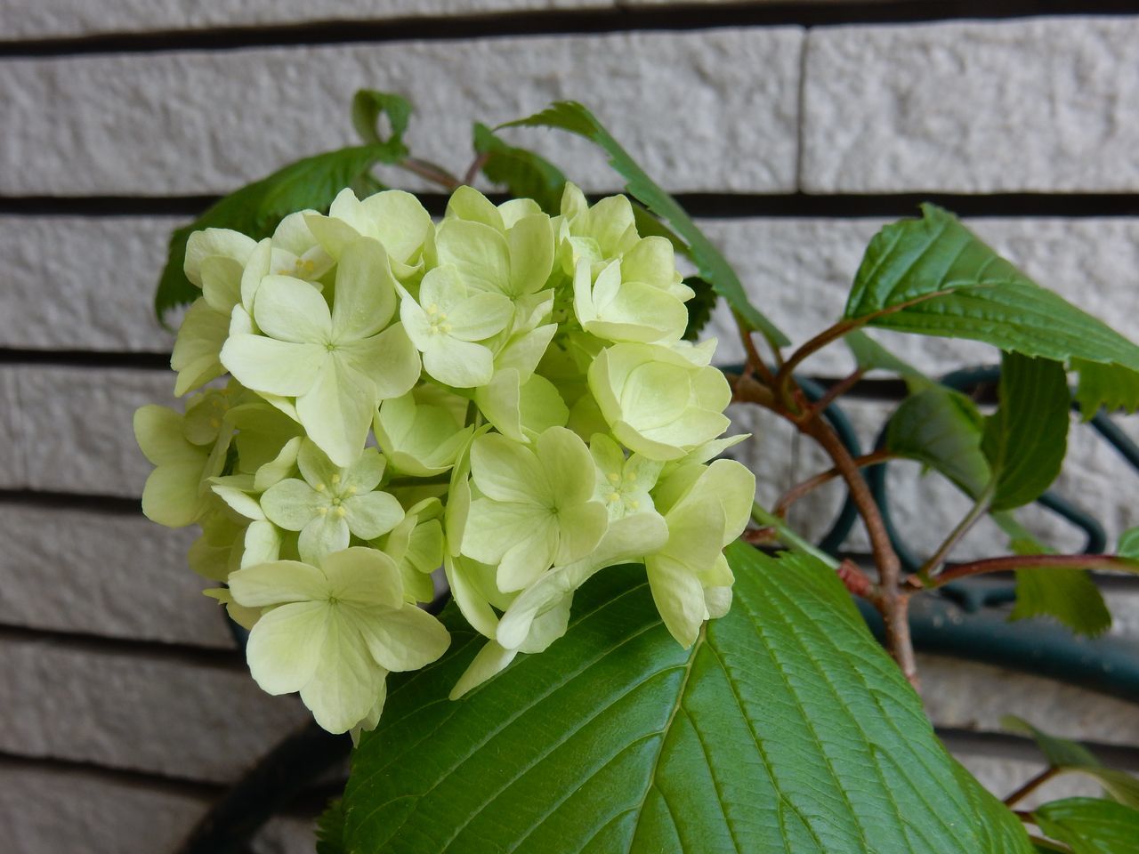 シイタケの菌床が復活した_c0025115_20271278.jpg