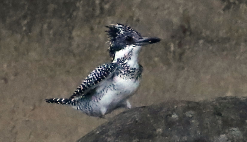 d0156718_15211294.jpg