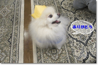 b0167519_0241343.gif