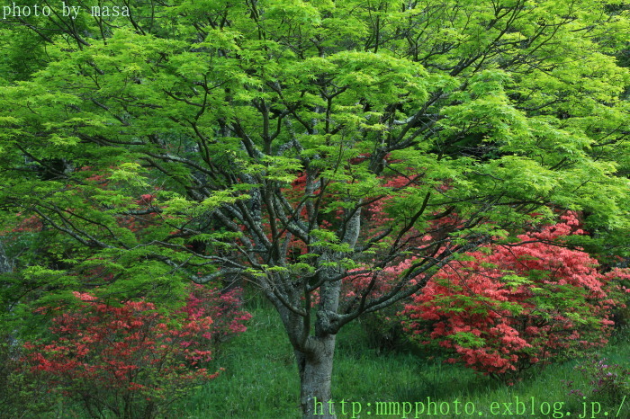 覗き見～鳥見山_d0283427_20562195.jpg