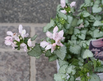 行橋植物園に行きました_b0184829_20243732.jpg