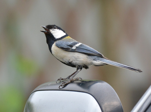 帰って来た?シジュウカラ_e0097534_1733642.jpg