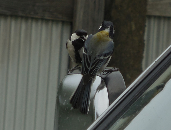 帰って来た?シジュウカラ_e0097534_1741265.jpg