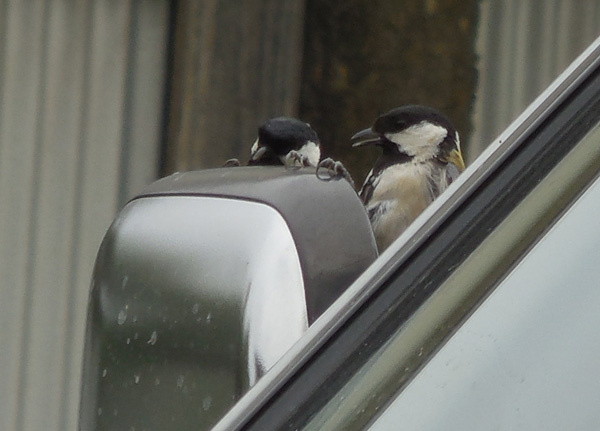 帰って来た?シジュウカラ_e0097534_174585.jpg