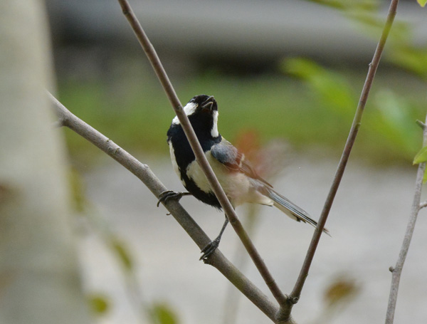 帰って来た?シジュウカラ_e0097534_1751441.jpg