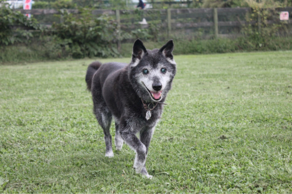老犬介護のセミナー_a0126743_15363826.jpg