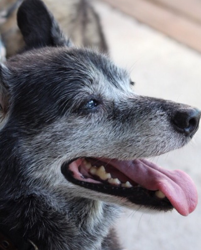 老犬介護のセミナー_a0126743_15363889.jpg