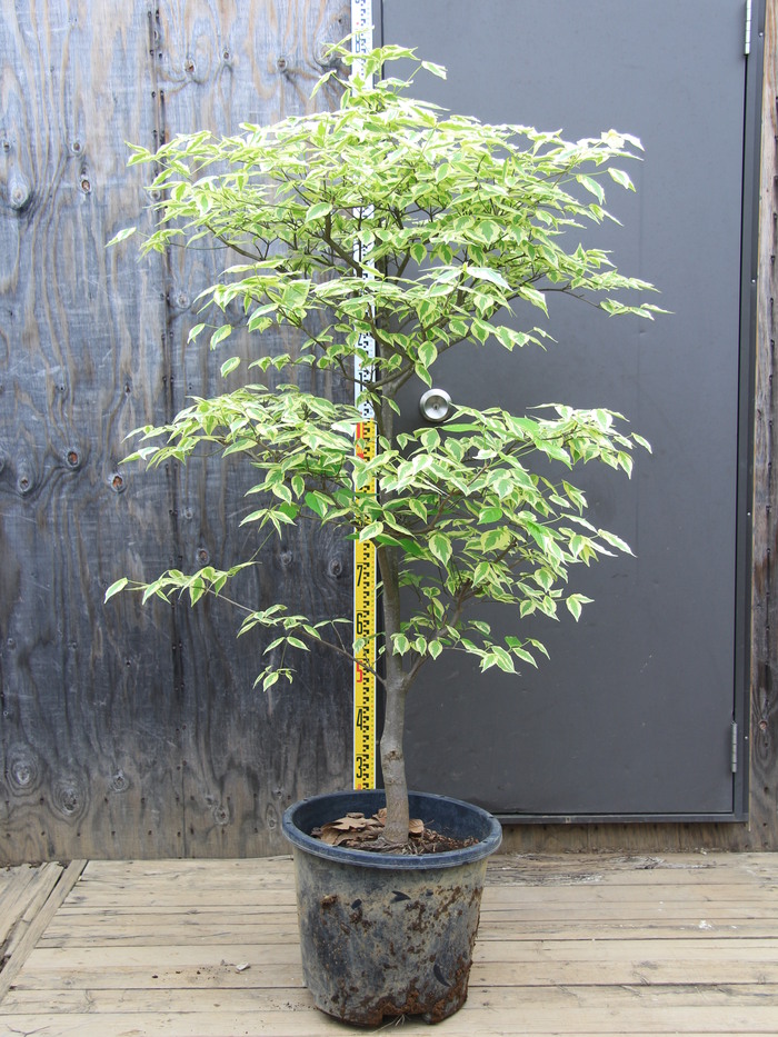 斑入り ハイブリッドハナミズキ 彩 イロドリ 白花 最新樹種 希少