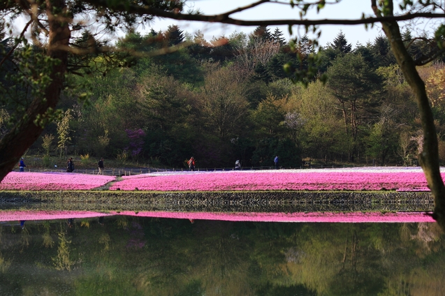 富士芝桜　2016.05.01_d0132743_14421091.jpg