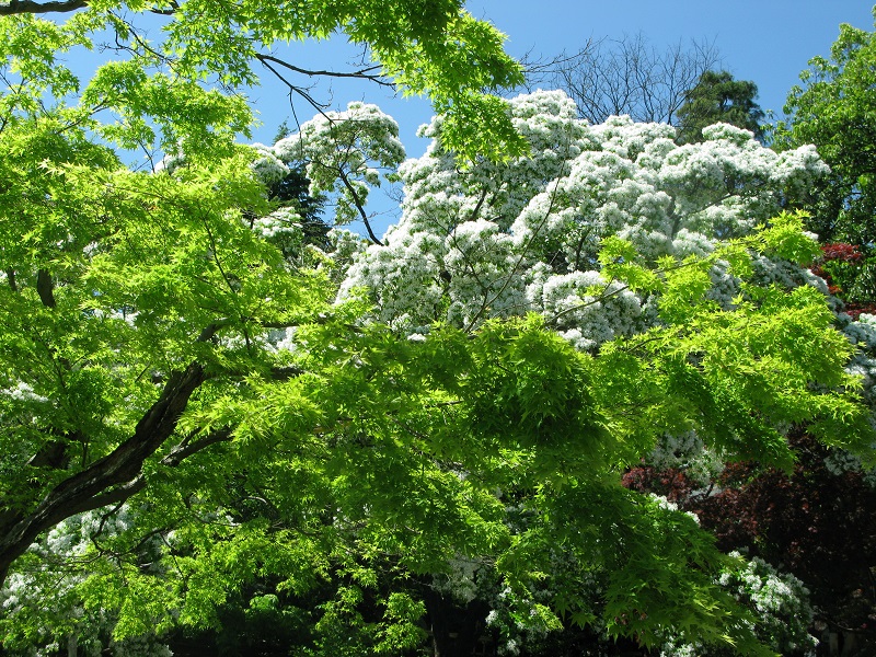 植物園_d0333943_6125191.jpg