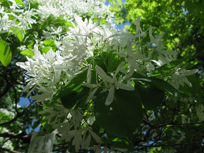 植物園_d0333943_616178.jpg