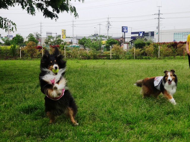 もみちゃんのお庭へ♪_e0195743_2225533.jpg
