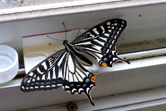 c0093046_1865990.gif