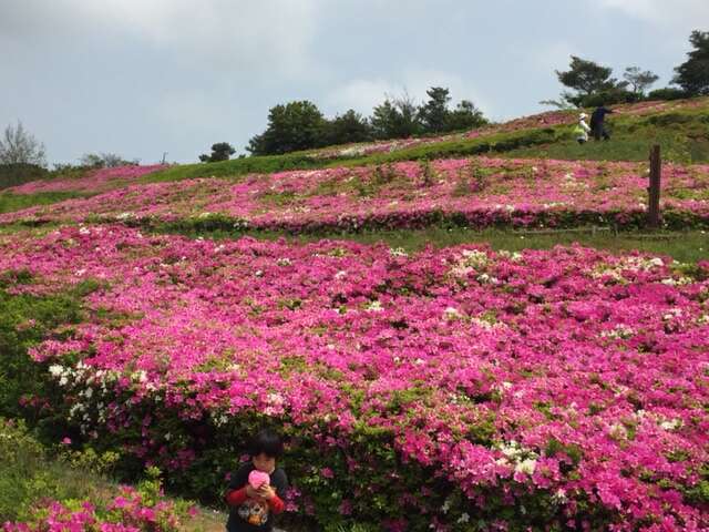 ツツジ　湘南国際村_e0043548_17203197.jpg