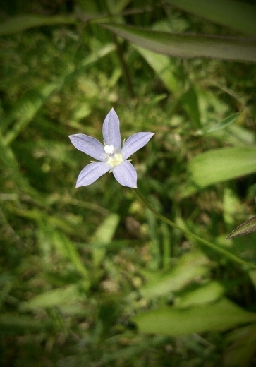 ヒナギキョウと白花マンテマ_a0018655_16172272.jpg