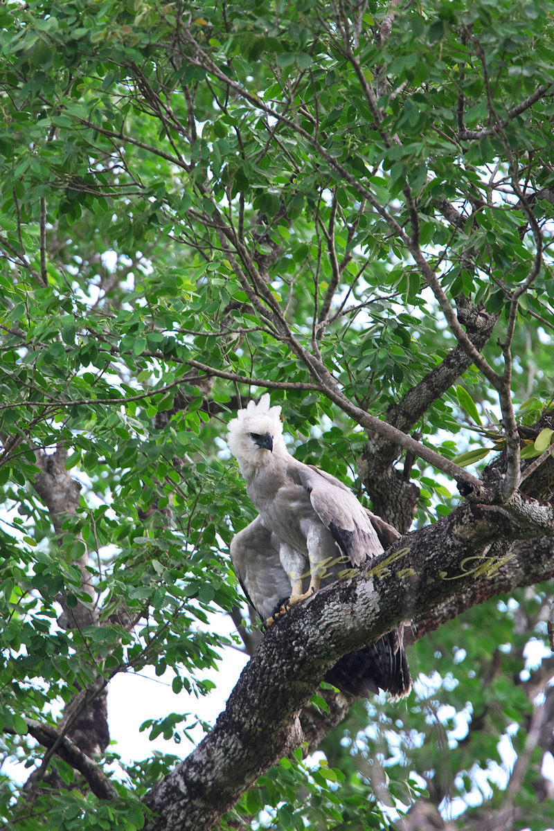 オウギワシ Harpy Eagle ぼちぼち と 野鳥大好き O オウギワシ Harpy Eagle ぼちぼち と 野鳥大好き O