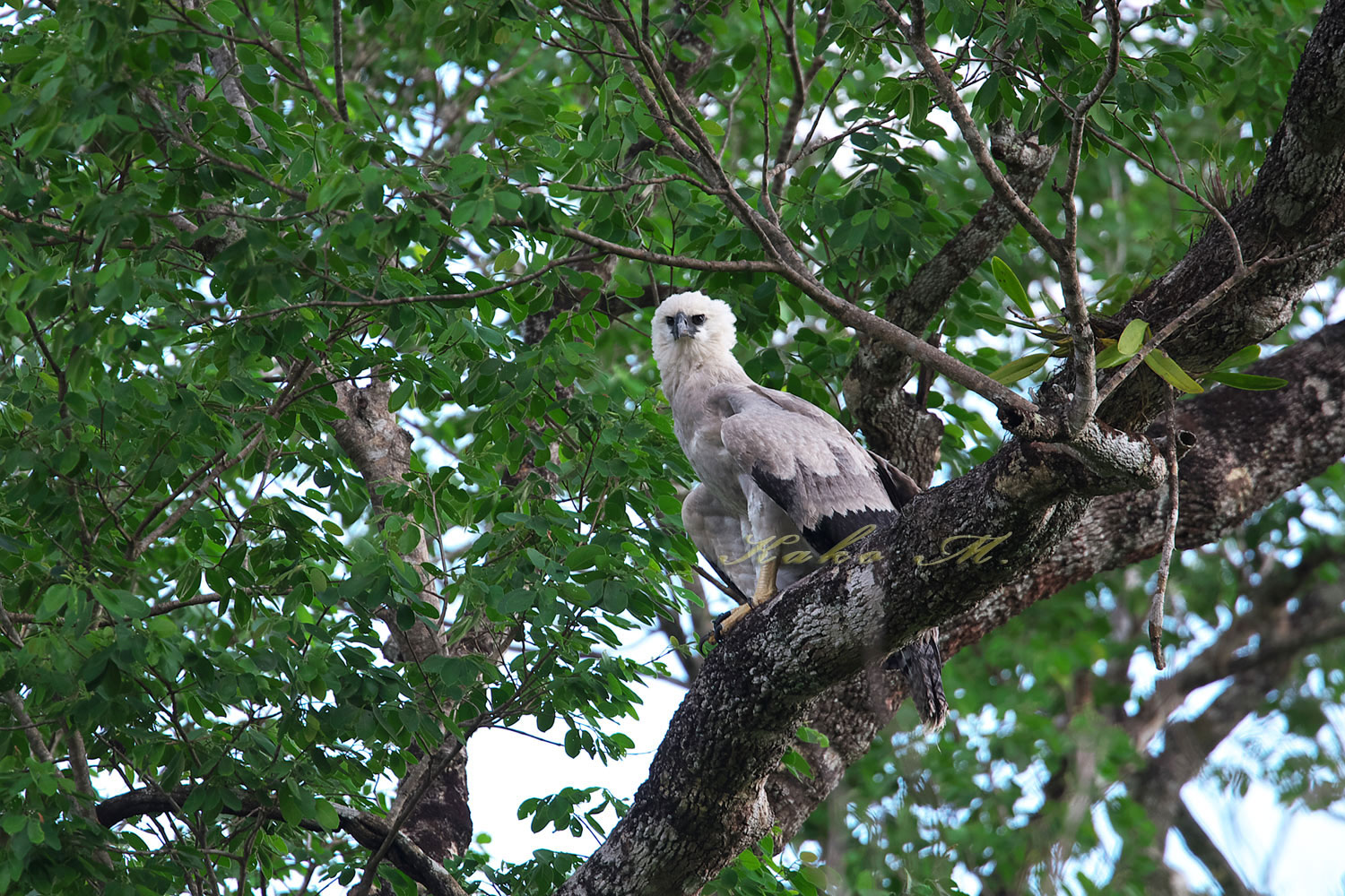 オウギワシ Harpy Eagle ぼちぼち と 野鳥大好き O オウギワシ Harpy Eagle ぼちぼち と 野鳥大好き O