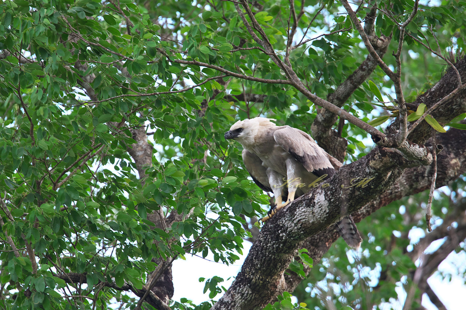 オウギワシ Harpy Eagle ぼちぼち と 野鳥大好き O オウギワシ Harpy Eagle ぼちぼち と 野鳥大好き O