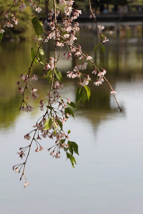 枝垂れ桜のある風景_c0135957_941881.jpg