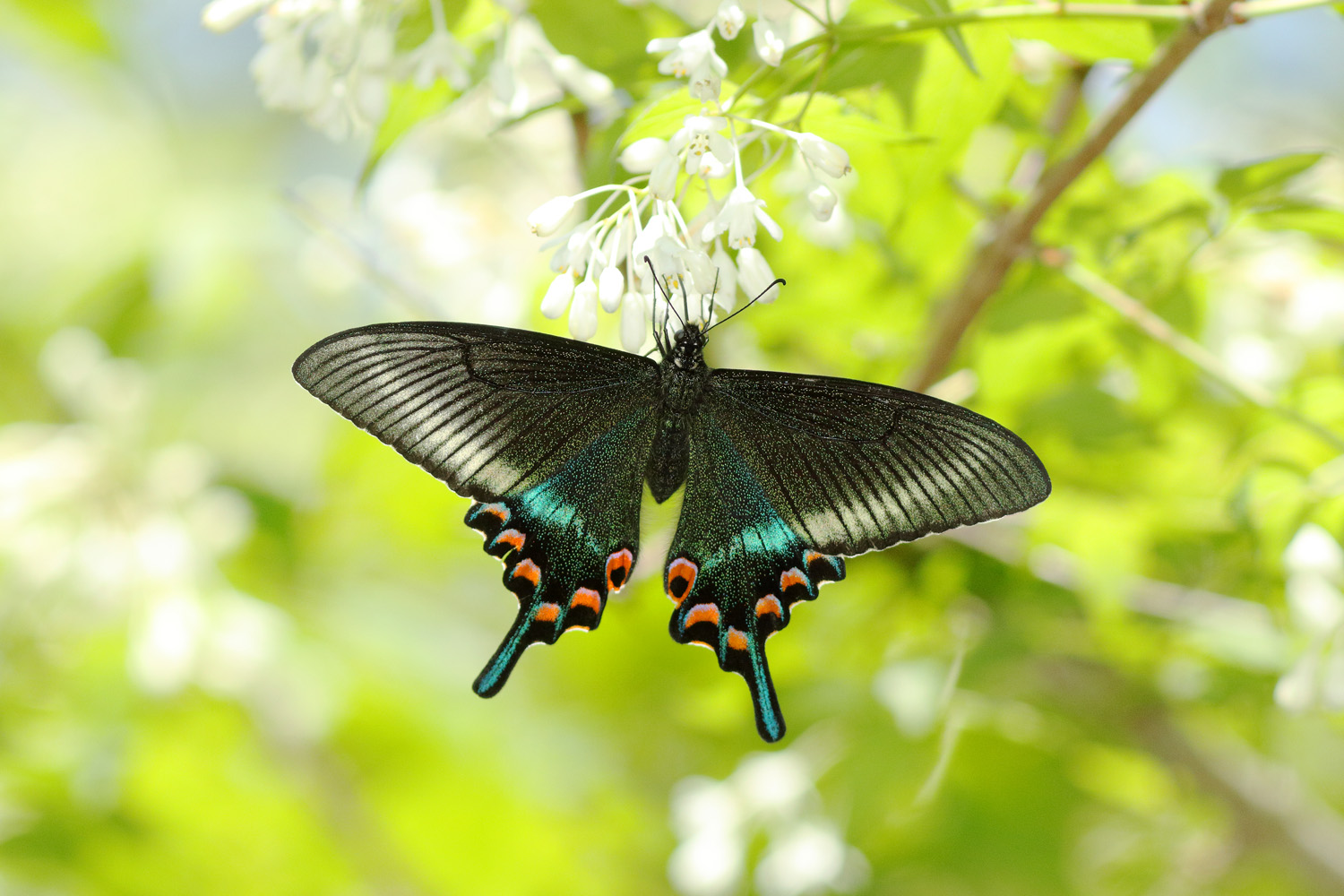 ミヤマカラスアゲハ アオバセセリ Lycaenidaeの蝶鳥撮影日記